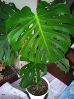 SALE 渾身の苗シリーズ 特大 モンステラ デリシオーサ モスポール付 1