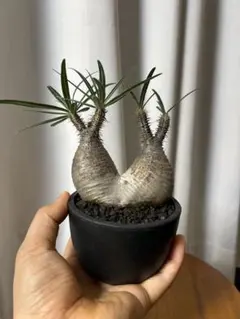 2025年最新】パキポディウム グラキリス 現地球の人気アイテム - メルカリ