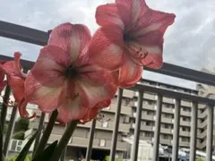 アマリリス　球根 2つ　大輪　植物　③のサムネイル