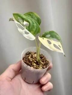 2025年最新】斑入りマドカズラの人気アイテム - メルカリ