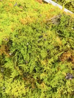 天然スナゴケ 無農薬 大容量 約40×30cm テラリウム 苔　10枚 天然スナゴケ 無農薬 大容量 約40×30cm テラリウム 苔 10枚 - メルカリ
