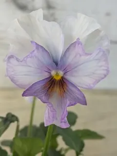 Ray様 リクエスト 2点 まとめ商品