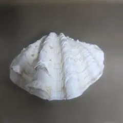貝殻 ヒメシャコガイ