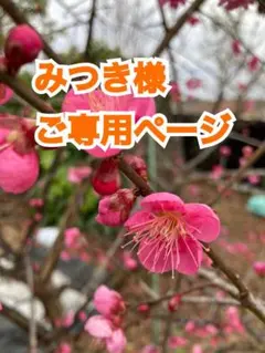 みつき様ご専用ページ