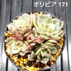 オリビア 171 エケベリア 多肉植物 抜き苗