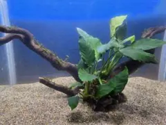 ボルビティス巻きブランチウッド大サイズ ブランチウッド大サイズ ボルビティス ナロー巻き - メルカリ