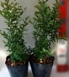 ザクロの苗木　4本セット　農薬不使用　匿名発送 ザクロの苗木 4本セット 農薬不使用 匿名発送 - メルカリ