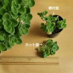 アロマティカス 根付苗 カット苗 セット