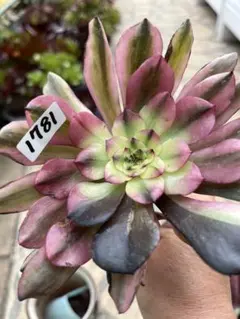 リリー☆様 リクエスト 2点 まとめ商品