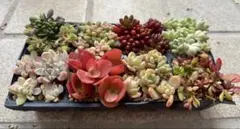 多肉植物　カット苗セット