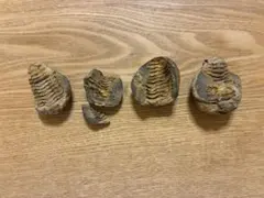 モロッコ産三葉虫化石 2個セットのサムネイル