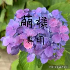 ゼラニウム　濃いピンク八重咲き苗 　★りゅん ゼラニウム 濃いピンク八重咲き苗 ☆りゅん様専用 - メルカリ
