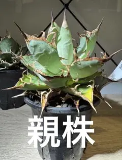 CACTUS GREEN アガベ チタノタ インフェルノ 極上血統 子株 - メルカリ