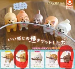 いい感じの棒をゲットした犬　ダックス3個　ゴールデンレトリバー1個