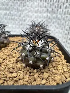 46 サボテン グリセオビオラセア現地球カキコ育成 実生自根発根済 漆黒の 46 サボテン グリセオビオラセア現地球カキコ育成 実生自根発根
