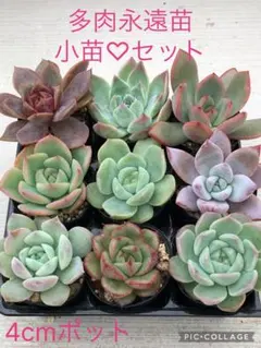 多肉植物 可愛い25品種♡小苗セット② - メルカリ