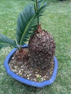 2026年最新】ソテツ 子株の人気アイテム - メルカリ