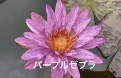 耐寒性睡蓮　【パープルゼブラ】のサムネイル