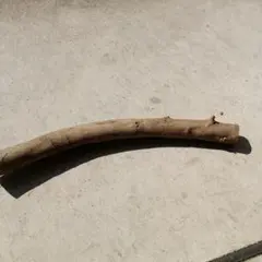 オリーブの木 丸太 直径約12-19cm 長さ約22cm - メルカリ