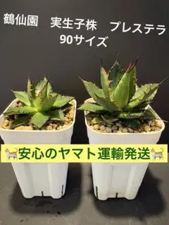 2026年最新】鶴仙園の人気アイテム - メルカリ