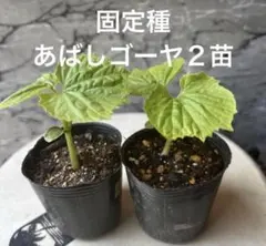 ばくばくばく様 リクエスト 2点 まとめ商品