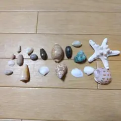 貝殻セット