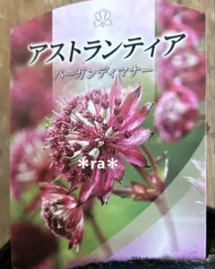 アストランティア　苗のサムネイル