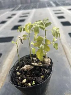 2026年最新】カレーリーフの人気アイテム - メルカリ