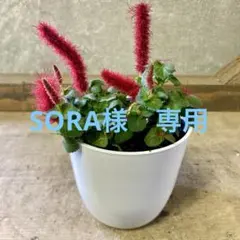 SORA♡今は購入専門です❤︎様 リクエスト 3点 まとめ商品