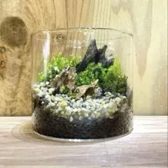 シノブゴケ　10トレー　苔　苔玉　苔リウム　苔テラリウム　こけ　コケ シノブゴケ 5トレー 苔 苔玉 苔リウム 苔テラリウム こけ コケ - メルカリ