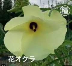 jagwood156様 リクエスト 4点 まとめ商品