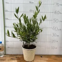 Saint Catherine Olive Tree - メルカリ