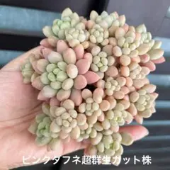 わいみみ様 リクエスト 2点 まとめ商品