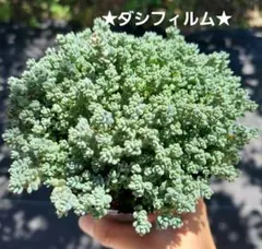 2026年最新】多肉 カット苗セットの人気アイテム - メルカリ