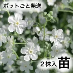 2026年最新】苗の人気アイテム - メルカリ