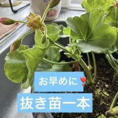 アイビーゼラニウム八重咲き　花色ピンク根付き苗　一本　常緑多年草 お早めに❣️のサムネイル