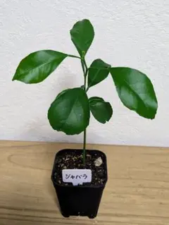 あこ (プロフ読んで下さい)様 リクエスト 3点 まとめ商品