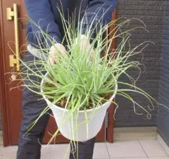 2026年最新】プヤ セルーレアの人気アイテム - メルカリ