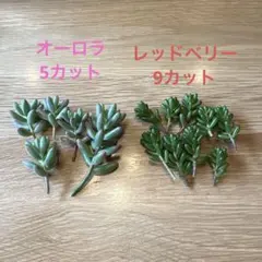 多肉植物 セダム 詰め合わせ カット苗のサムネイル