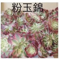 粉玉錦(宅急便コンパクト箱いっぱい) カット苗　多肉植物　アエオニウム