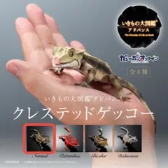 いきもの大図鑑アドバンス クレステッドゲッコー ノーマル 2体のサムネイル