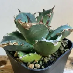 チタノタ「プテラノドン錦/翼竜錦」発根活着済 タグ鉢付き - メルカリ