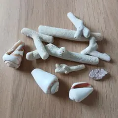 【匿名配送】サンゴ デッドコーラル 貝殻