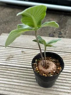 あぶぶ様 リクエスト 2点 まとめ商品