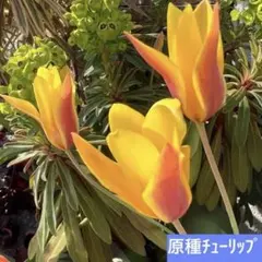 S様 リクエスト 3点 まとめ商品