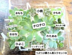 多肉植物　カット苗　つぶつぶ屋さん苗入りB