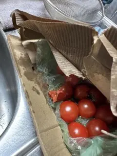 ありがとまと　メルカリ店　様　確認用 商品ではないので購入しないでください