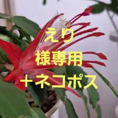 デンマークカクタス　赤ソフィア 根付き苗一株