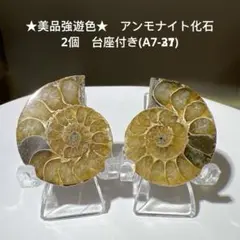 ★美品強遊色★　アンモナイト化石　2個　台座付き(A7-37)