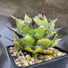 発根済 アガベ オテロイ オアハカ メキシコ輸入株 現地株 現地球